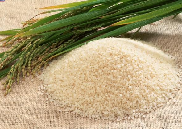 برنج عنبربو را از کجا تهیه کنیم