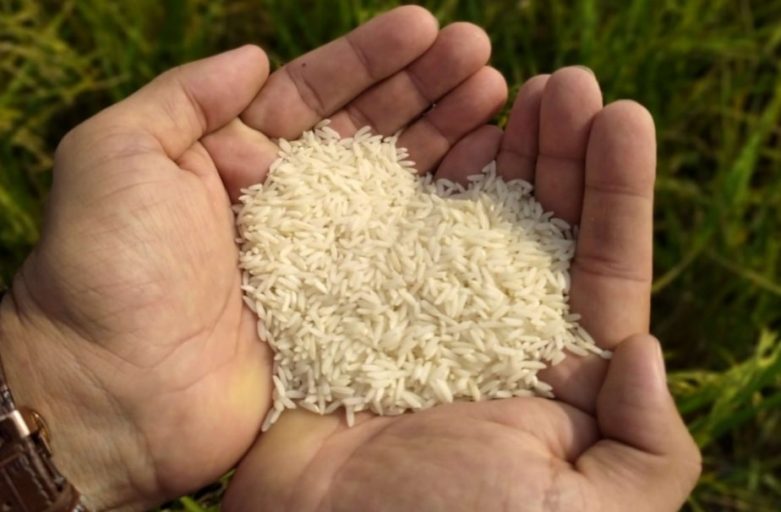 چرا برنج لنجان کمیاب است؟