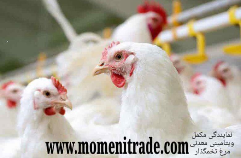مکمل ویتامینی و معدنی خوراک مرغ تخمگذار