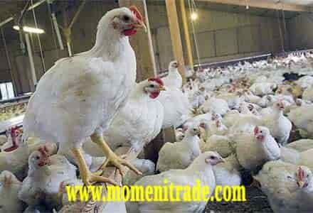 پودر گوشت مرغ ضایعات خوراک دام