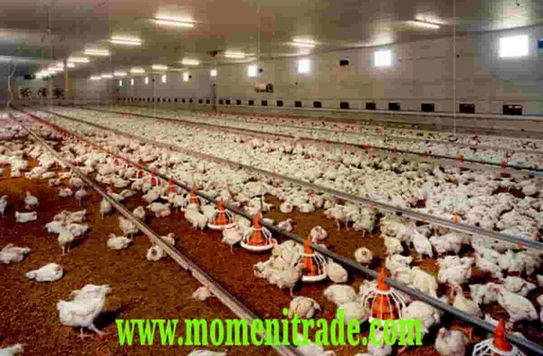 شرکت پودر گوشت مصارف مرغی
