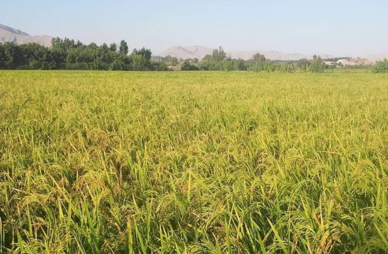 سفارش برنج لنجان
