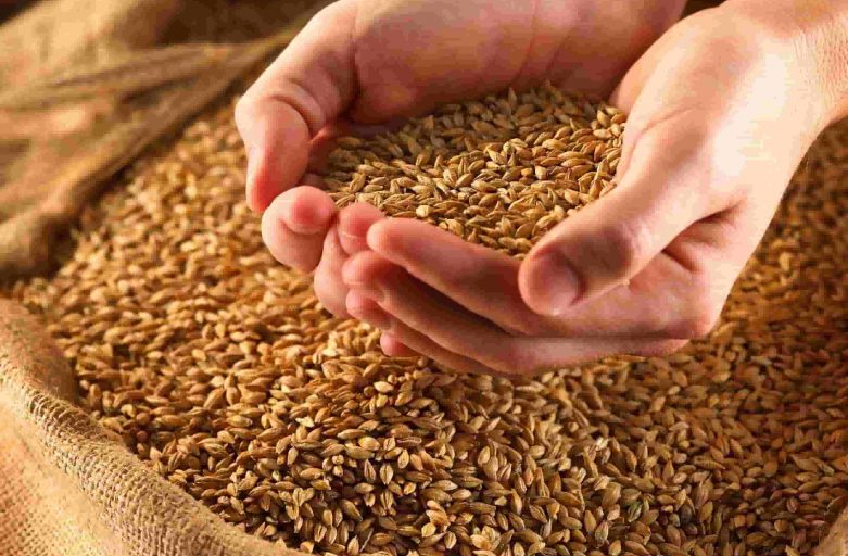 خرید و فروش گندم