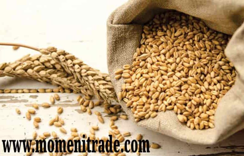 خرید گندم خرد شده دامی اصفهان