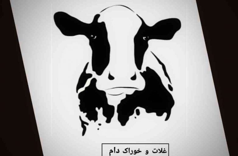 خوراک گلوتن ( پوسته یا فیبر ذرت )