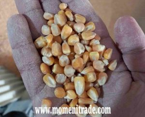 خرید ذرت اکراین