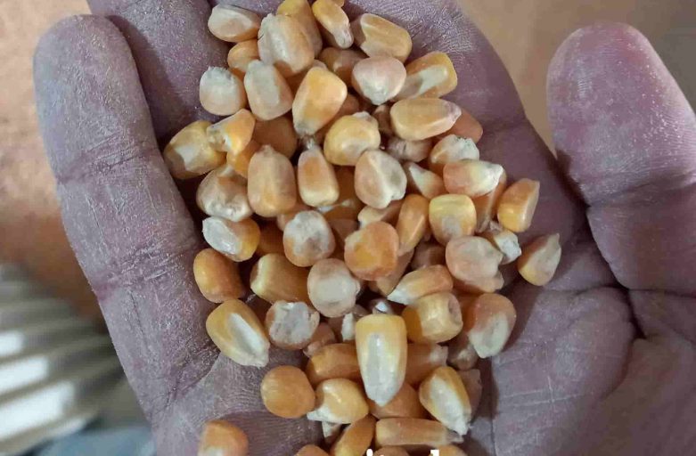 خرید ذرت اکراین