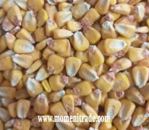 فروش ذرت تولید داخل