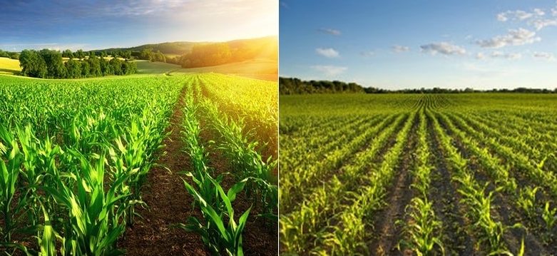 ذرت علوفه خرید تا مصرف