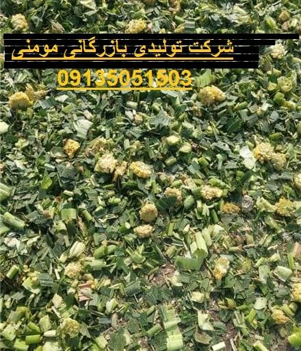 قیمت خرید ذرت علوفه از کشاورزان