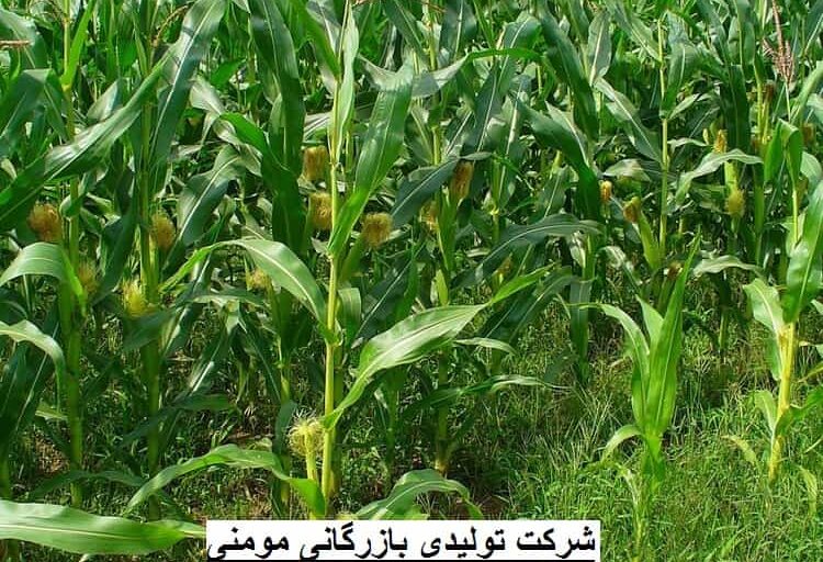 قیمت روز سیلو ذرت