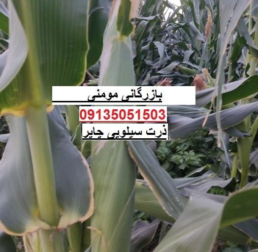 قیمت و خرید ذرت علوفه در دیوار و شیپور