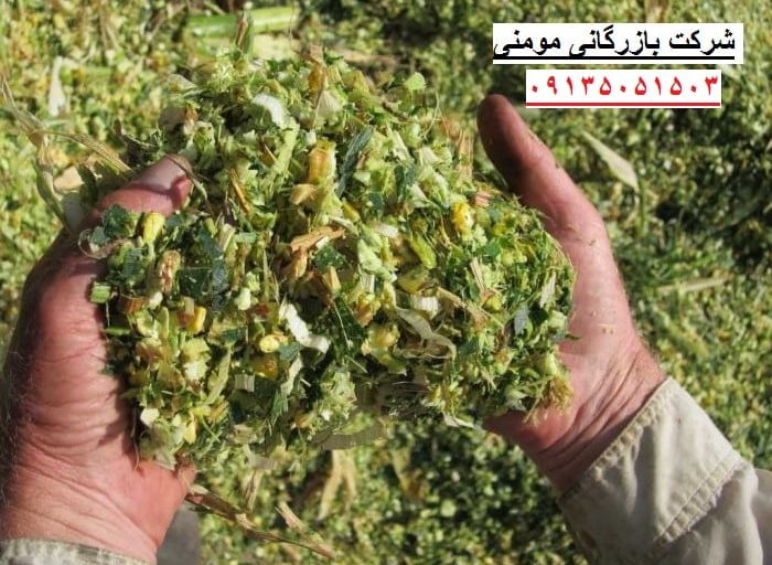فروشنده ذرت علوفه