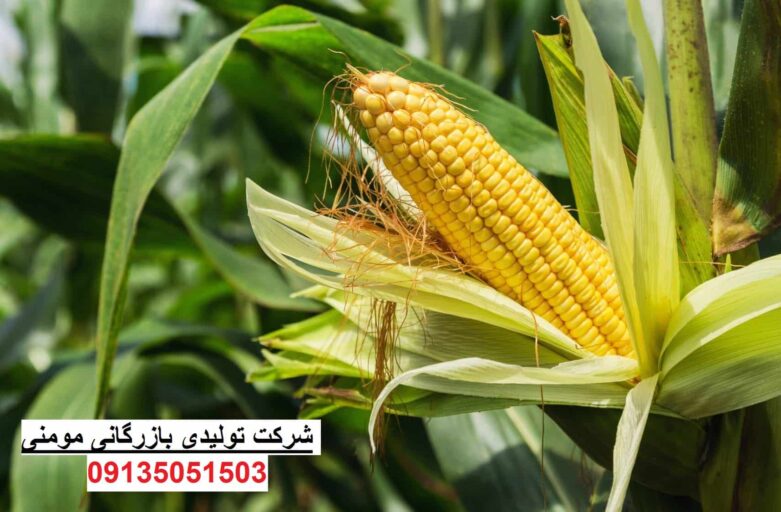قیمت خرید ذرت علوفه ای خوزستان