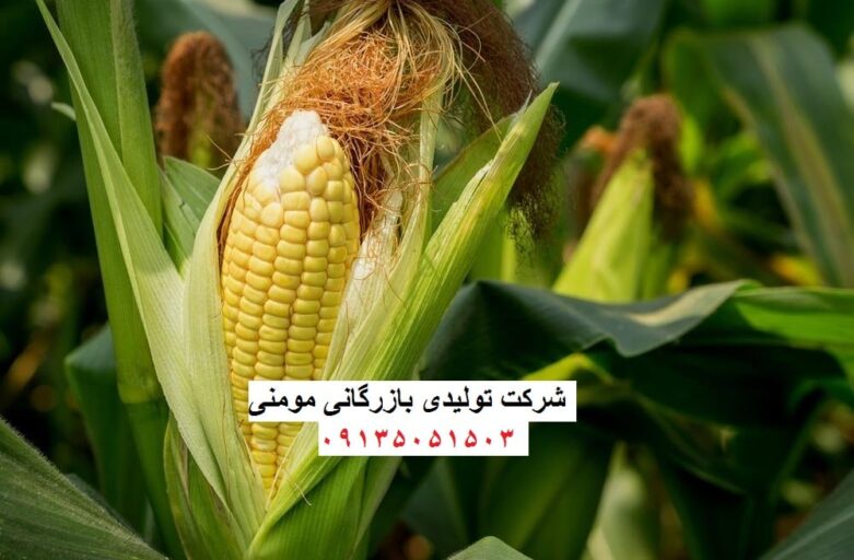 چاپر ذرت علوفه خرید برای دام