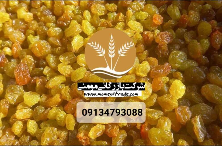 خرید عمده کشمش طلایی