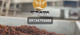 فروش انواع کشمش آفتابی